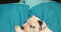 White female staffy puppy