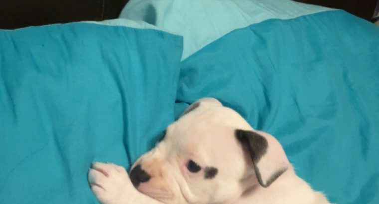 White female staffy puppy