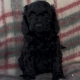 Cockapoo Puppies