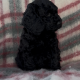 Cockapoo Puppies