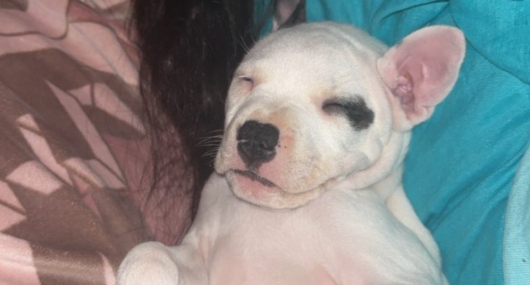 White female staffy puppy