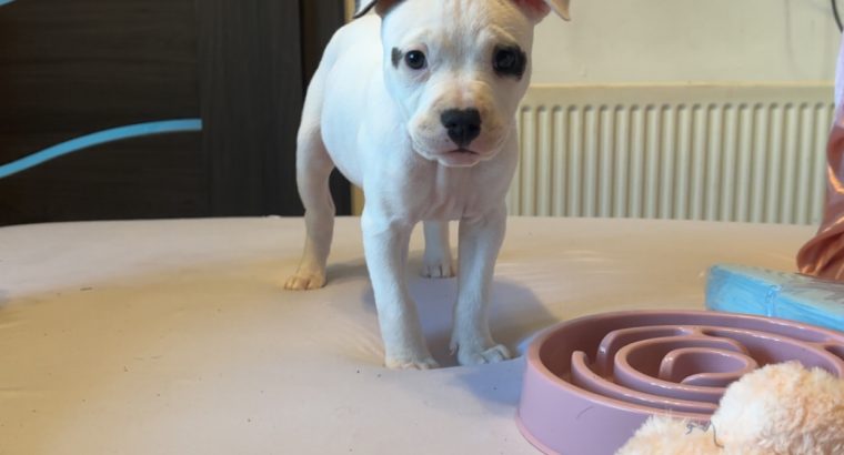 White female staffy puppy
