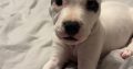 White female staffy puppy