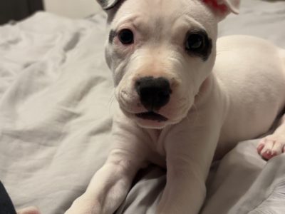 White female staffy puppy