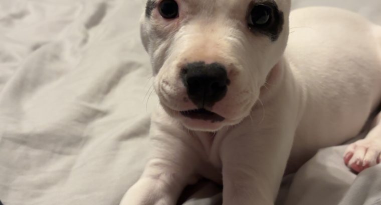 White female staffy puppy