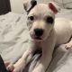 White female staffy puppy