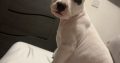 White female staffy puppy