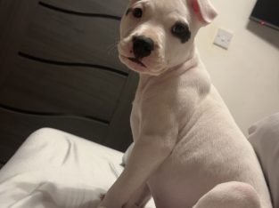 White female staffy puppy