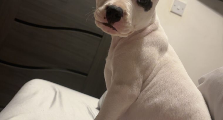 White female staffy puppy