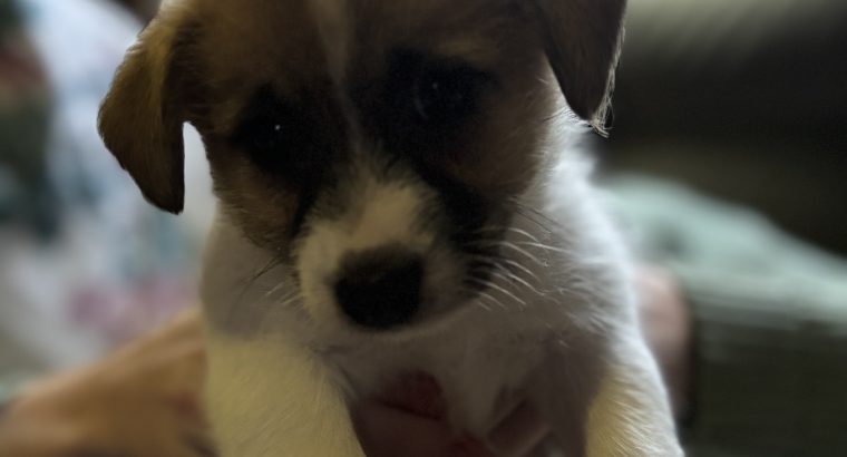 Jack Russel x Bichon puppies