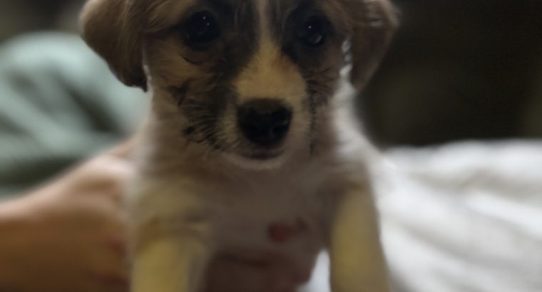 Jack Russel x Bichon puppies