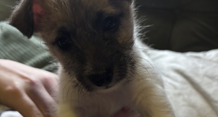 Jack Russel x Bichon puppies