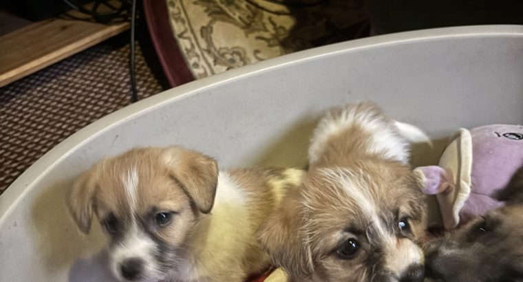 Jack Russel x Bichon puppies