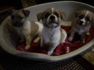 Jack Russel x Bichon puppies