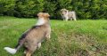 Rough Collie puppies
