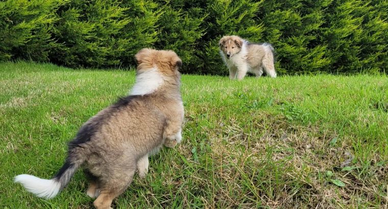 Rough Collie puppies