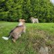 Rough Collie puppies