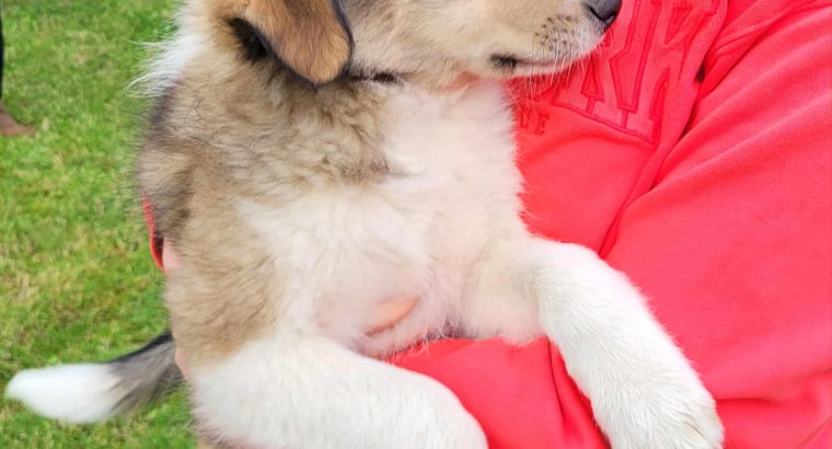 Rough Collie puppies