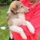 Rough Collie puppies