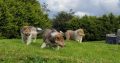 Rough Collie puppies