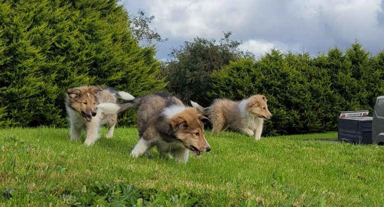 Rough Collie puppies