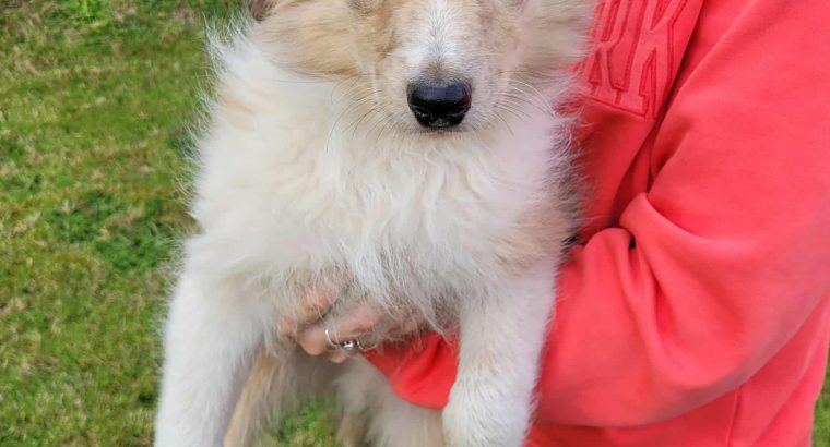 Rough Collie puppies