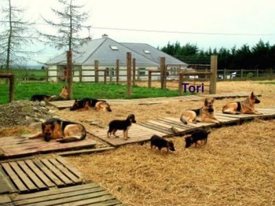 Traditional Straight Back German Shepherds