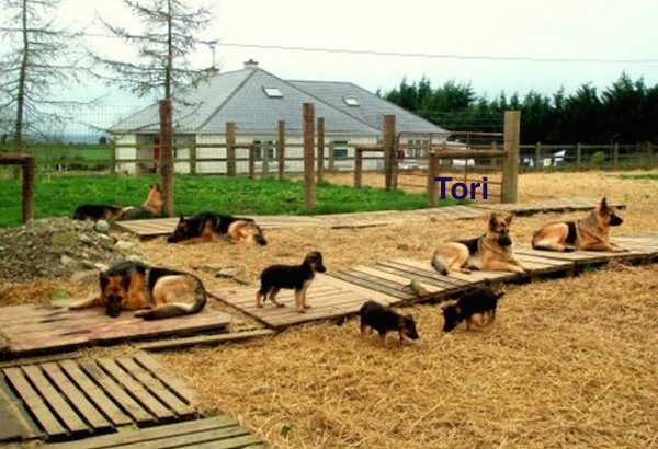 Traditional Straight Back German Shepherds