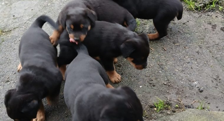 Rottweiler