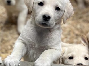 Golden retriever X Lab puppies