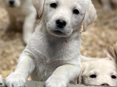 Golden retriever X Lab puppies