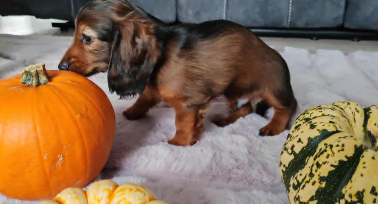 KANINCHEN size long haired dachshund