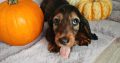 KANINCHEN size long haired dachshund