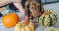 KANINCHEN size long haired dachshund