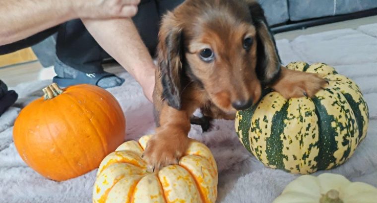 KANINCHEN size long haired dachshund