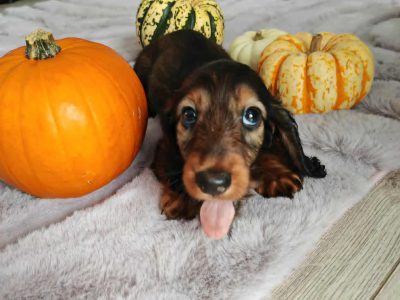 KANINCHEN size long haired dachshund