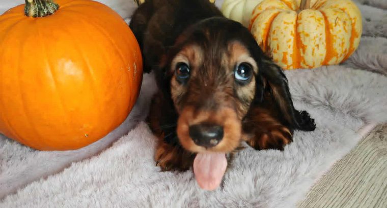 KANINCHEN size long haired dachshund