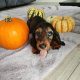 KANINCHEN size long haired dachshund