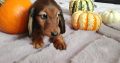 KANINCHEN size long haired dachshund