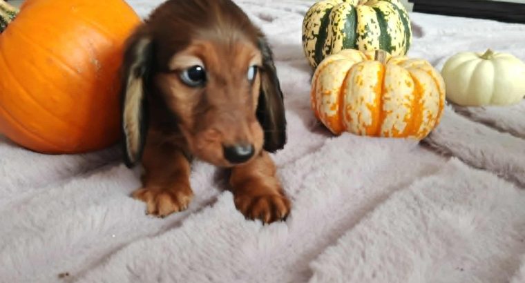 KANINCHEN size long haired dachshund