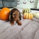 KANINCHEN size long haired dachshund