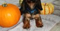 KANINCHEN size long haired dachshund