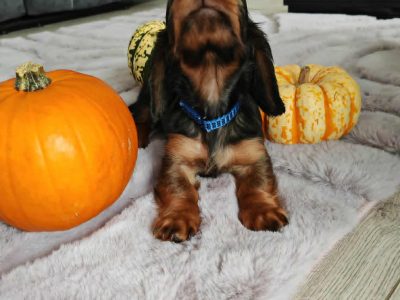 Rare Kaninchen Dachshund Puppies in Killashee