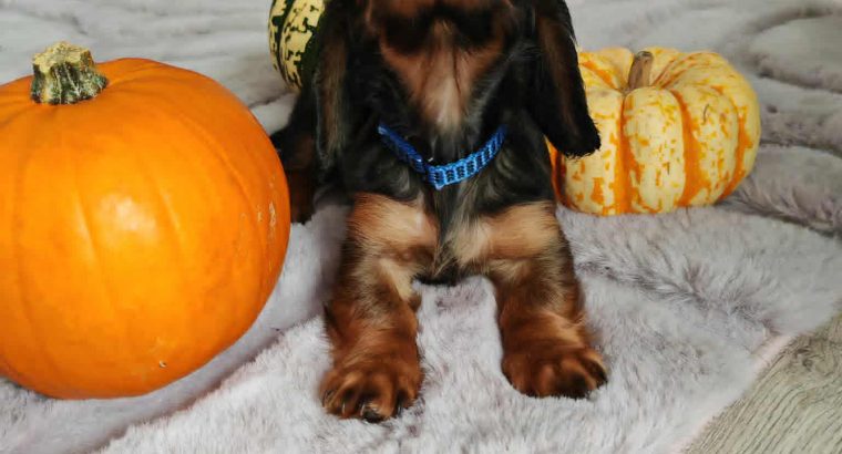 KANINCHEN size long haired dachshund