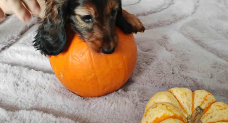 KANINCHEN size long haired dachshund