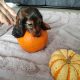 KANINCHEN size long haired dachshund