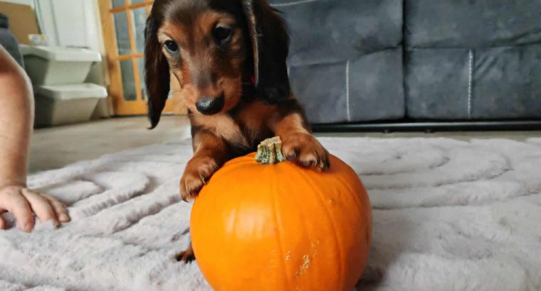 KANINCHEN size long haired dachshund