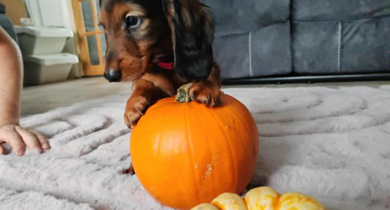 KANINCHEN size long haired dachshund