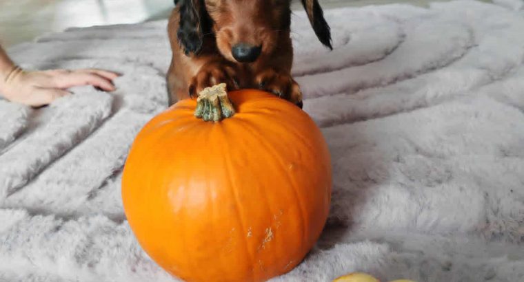 KANINCHEN size long haired dachshund