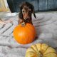 KANINCHEN size long haired dachshund